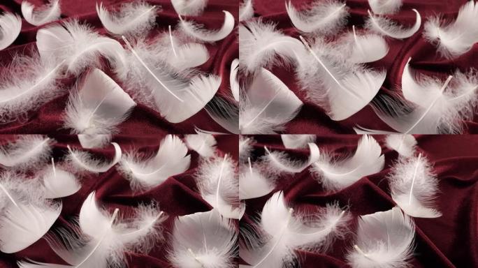 勃艮第天鹅绒上的白色天鹅羽毛。