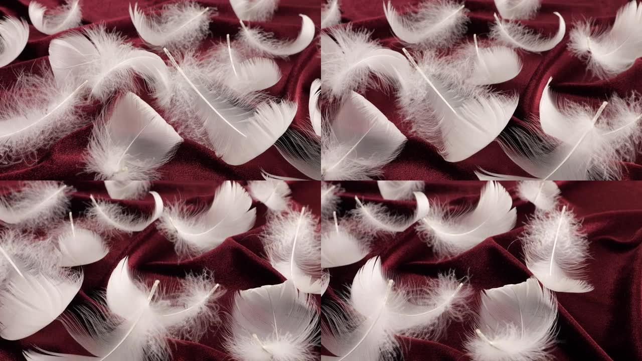 勃艮第天鹅绒上的白色天鹅羽毛。