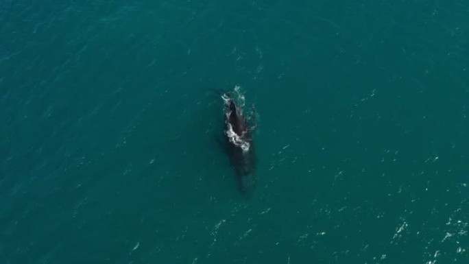鲸鱼与小鲸鱼一起旅行海岸
