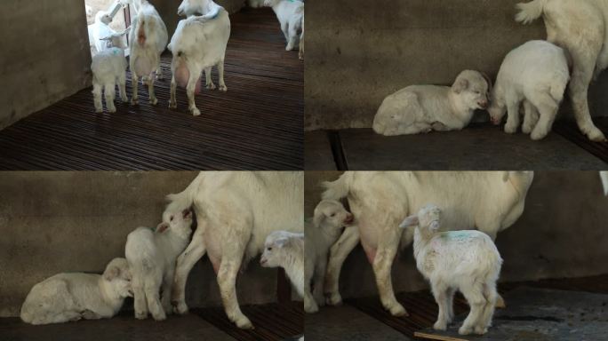 山羊 哺乳期母羊 乳房炎 羔羊 生病小羊