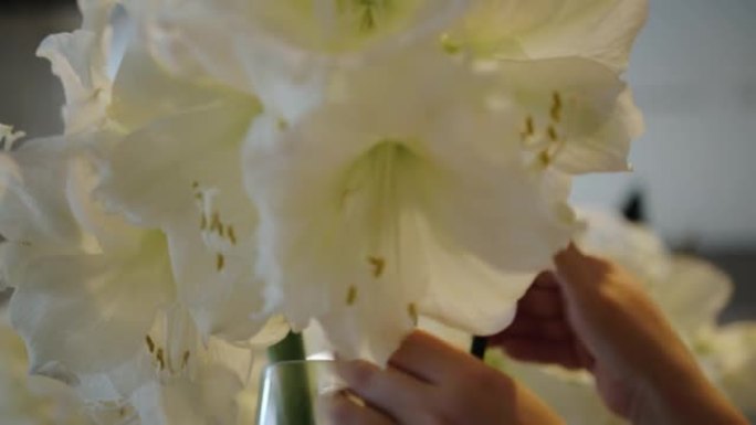 女人的手在花瓶里调节大白花。