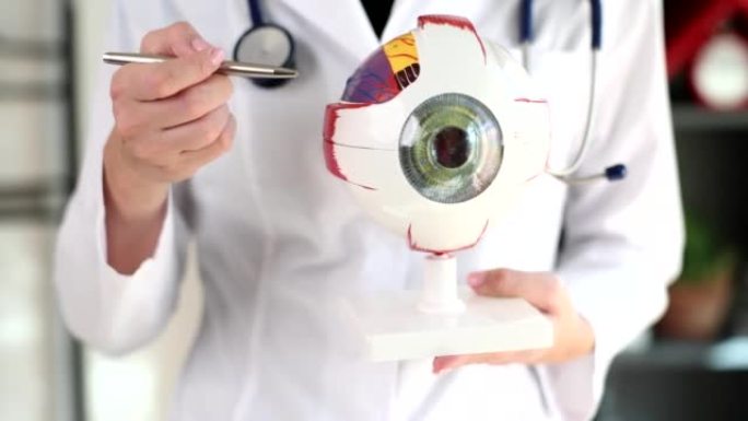 眼科医生拿着一块模型眼的眼睛样本
