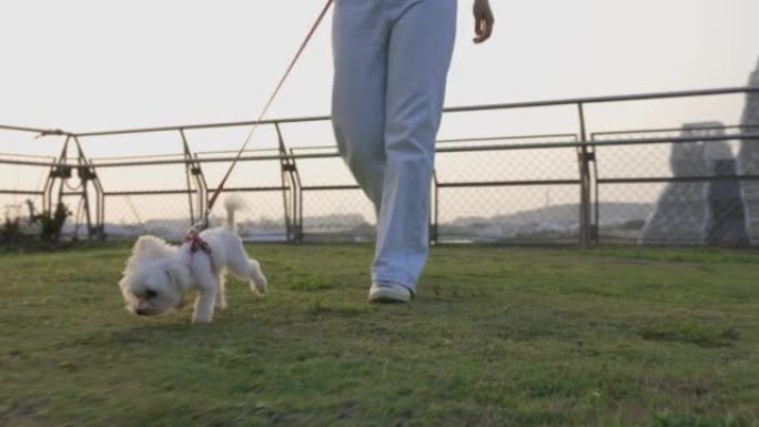马耳他狗与主人在公园散步
