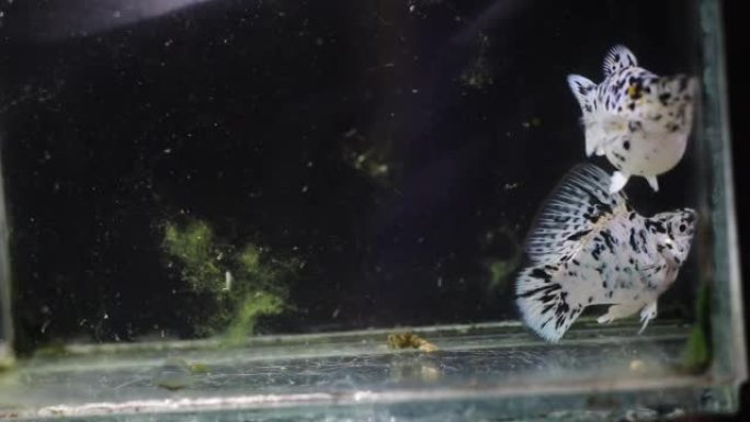 两种淡水观赏鱼molly Poecilia sphenops