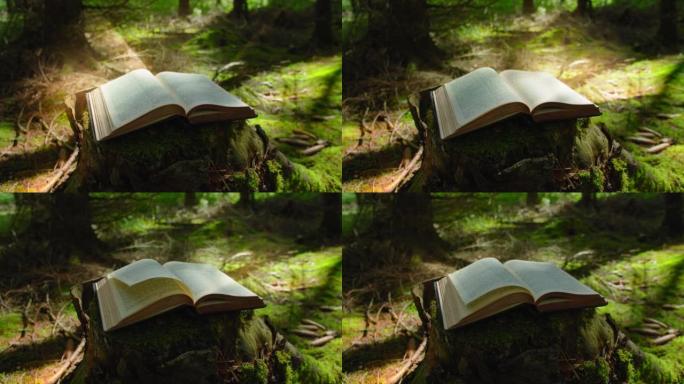 神圣的光落在神圣的圣经上。风吹翻了床单。翻页书。学问、智慧和魔法。发光。自然森林背景。