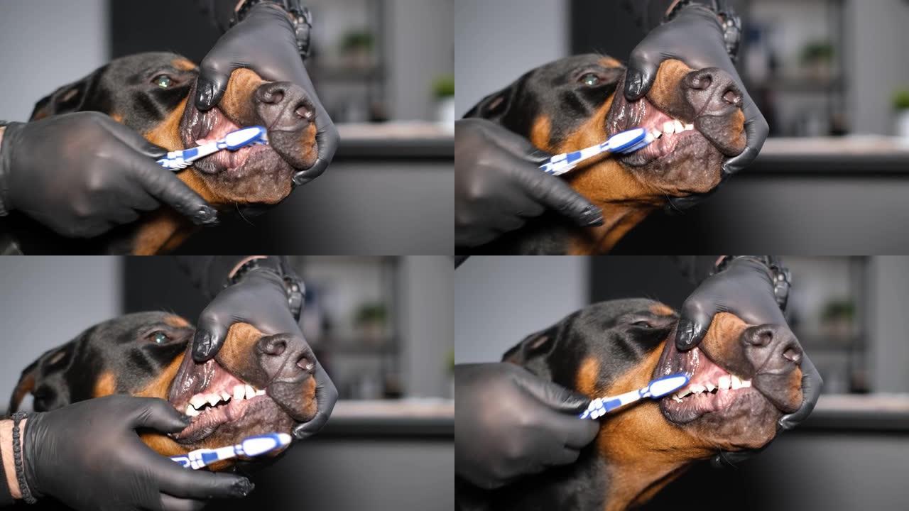 特写镜头，兽医检查并清洁杜宾犬的牙齿。狗的龋齿。