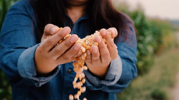 成熟的玉米谷物在女农手工浇注与种植园农场背景