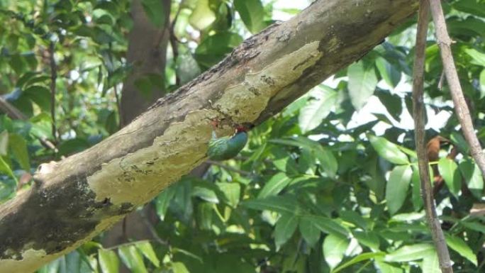 铜匠巴贝鸟筑巢通过钻木头打洞。