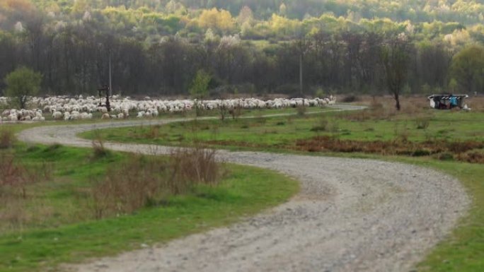 在乡间小路的草地上放牧的绵羊群