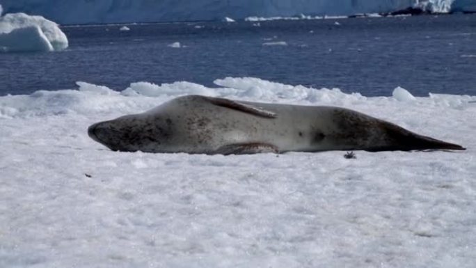 豹纹海豹停在冰山上，阿德利企鹅在后面