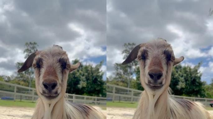 一只美丽的山羊长着飘逸的头发咀嚼干草的特写视频。看着摄像机。躺在泥土上。背景是蓝色多云的天空。澳大利