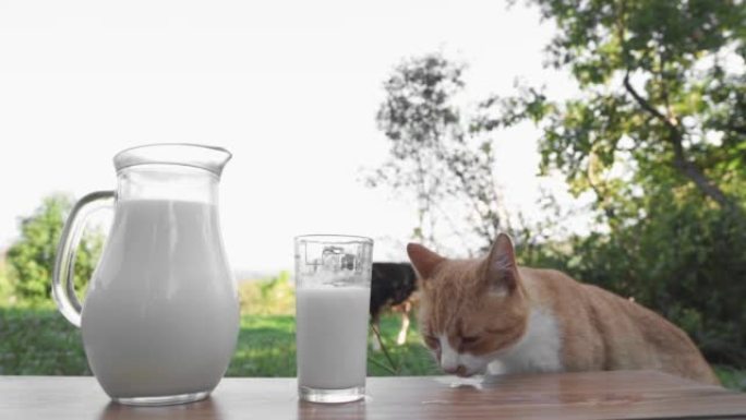 一只猫在乡下舔和喝牛奶。美味的饮食早餐和猫食物。背景是奶牛的木桌上的玻璃瓶和玻璃杯中的新鲜牛奶。农场