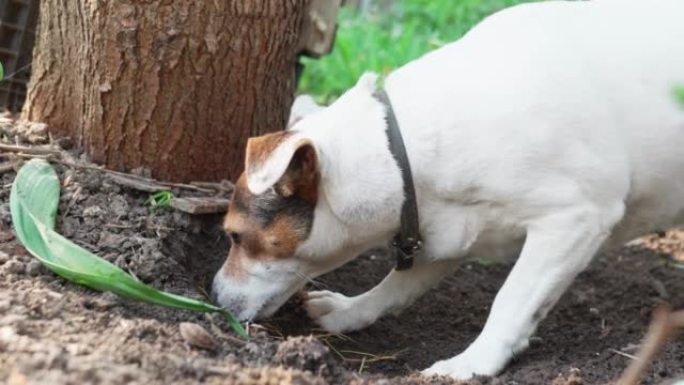 狗在花园里感应到啮齿动物的害虫并挖掘地面。