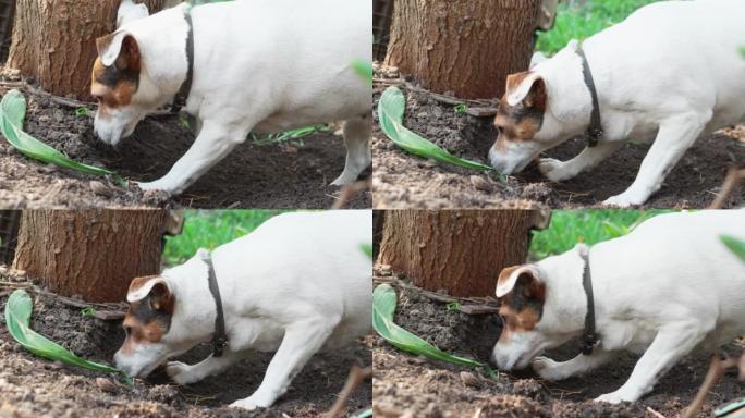 狗在花园里感应到啮齿动物的害虫并挖掘地面。