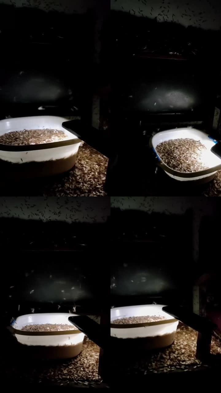 成千上万的白蚁被困在水中的视频