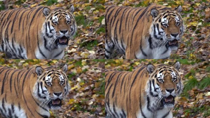 高清中一只老虎在绿色植物中行走的特写镜头