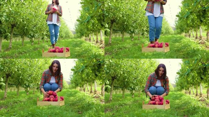 穿着格子衬衫的年轻女农夫走在果园里，手里拿着红苹果，把水果放在盒子里。
