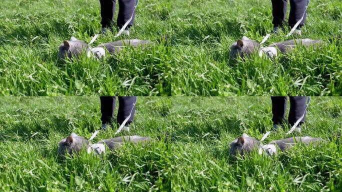 孩子在茂密的草丛中，用皮带牵引着一只胖灰色的英国猫