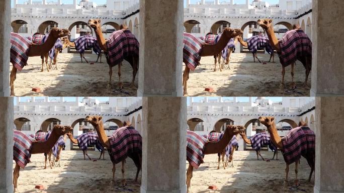 骆驼覆盖着毯子，站在沙滩上，在古老的建筑中吃饭，卡塔尔国家的阿拉伯文化