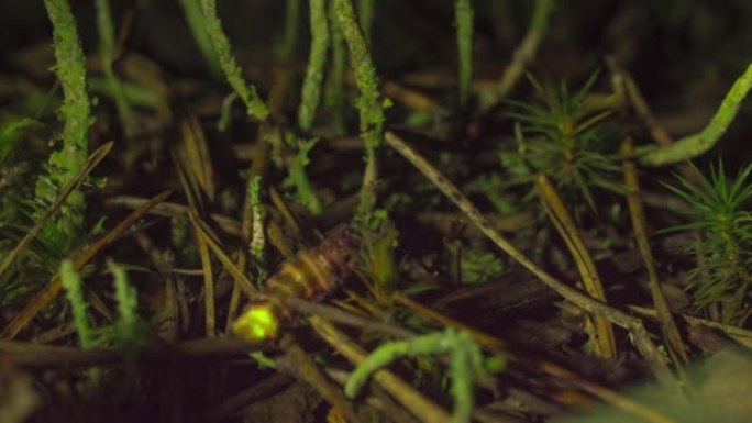 蚂蚁在绿草林里咬萤火虫，夏夜时间