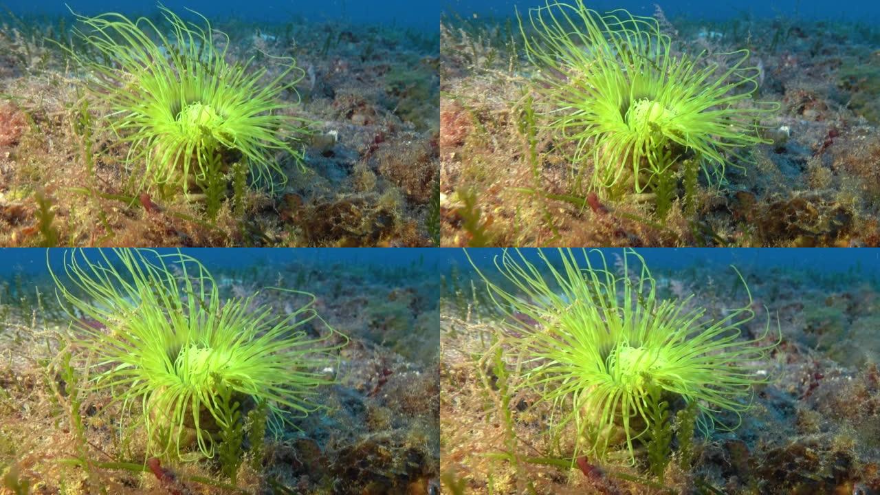 深海底世界-48米深度海床的磷光海葵