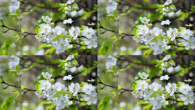 春天盛开的的梨花实拍视频