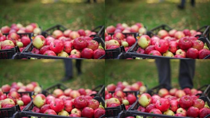 有机红色刚摘的苹果放在塑料盒里。未被认可的农民带来了新的整盒采摘的水果。特写。模糊的背景。