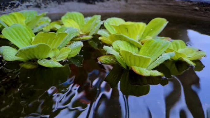4k视频镜头在迷你黑岩鱼池上的水和水滴上的豆瓣菜或Pistia stratiotes Linnaeu