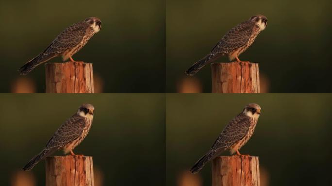 坐在木杆上的红脚猎鹰 (Falco vespertinus)