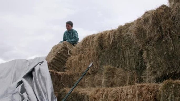 敏捷的高加索牧场主少年在干草堆的顶部移动一捆干草，在美国科罗拉多州的一个小镇家庭拥有的牧场上喂养他的