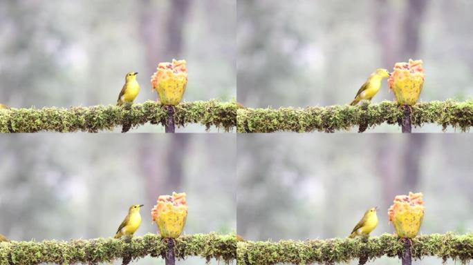 黄喉鳞茎，以水果为食物。具有良好背景的惊人照片。最好观察鸟类何时以食物为食。