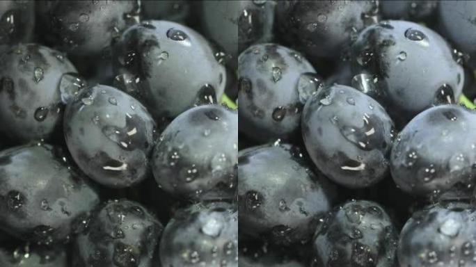 垂直视频-特写，一束带水滴的深色葡萄。光沿着葡萄移动