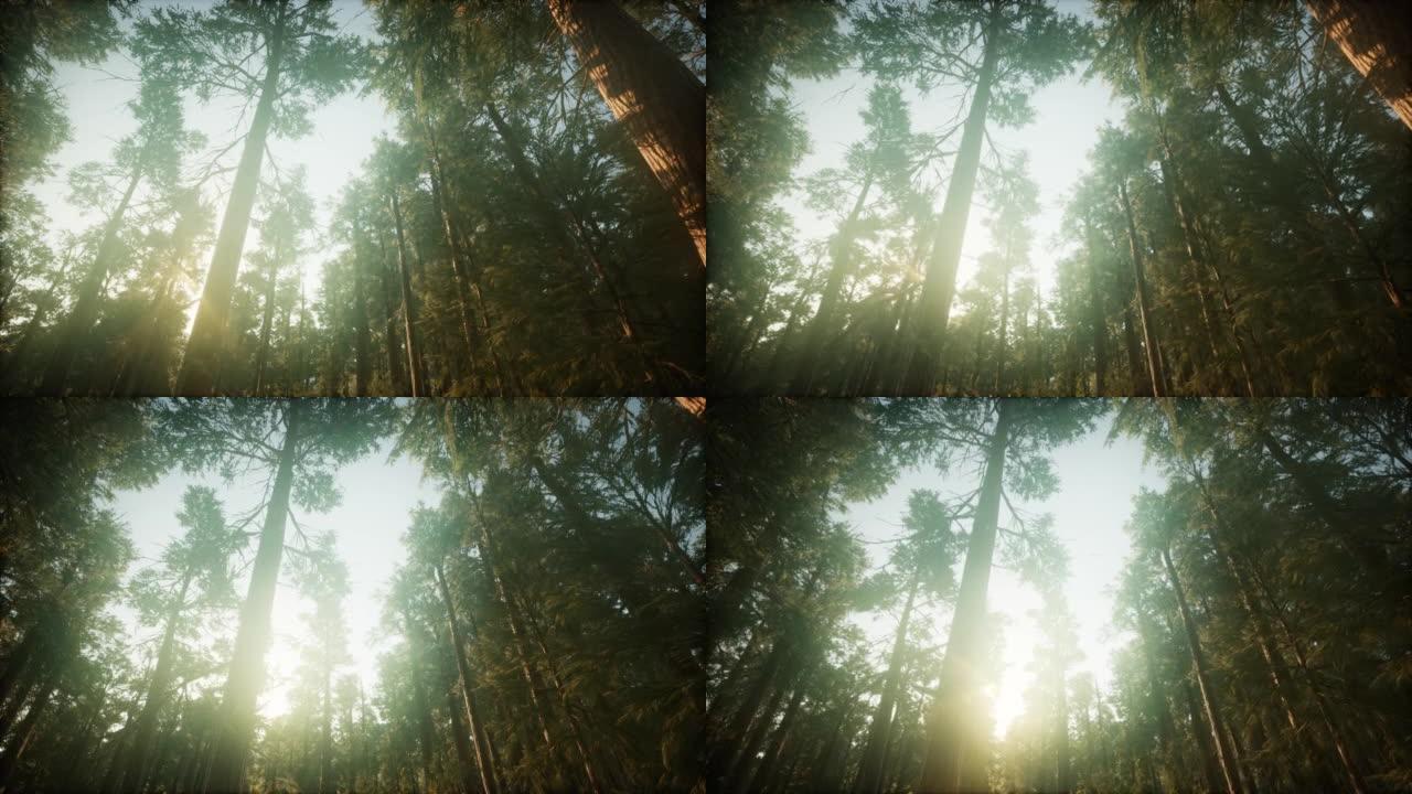 红木森林雾蒙蒙的日落风景