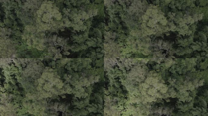 广东省广州白云山航拍茂盛树林森林