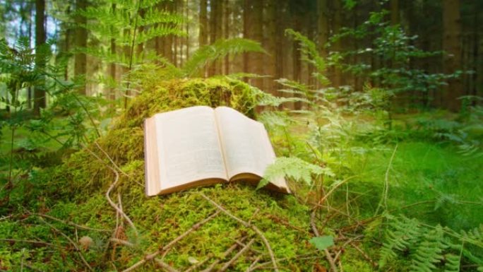 神圣的圣经。打开书。学习,智慧。福音。发光。松林地面长满了绿色的苔藓。自然背景。天光照在纸上的文字上