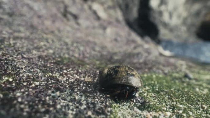 海岸上的螃蟹下水