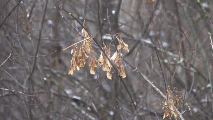 一根带有枫树种子的树枝在风和飘落的雪中飘动。