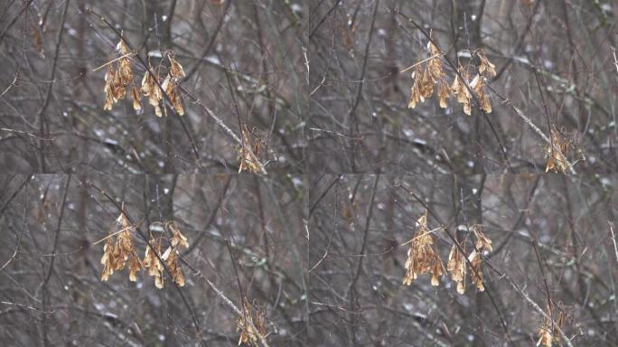 一根带有枫树种子的树枝在风和飘落的雪中飘动。
