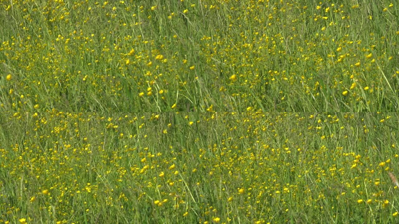 强风吹拂着黄色的草地花。