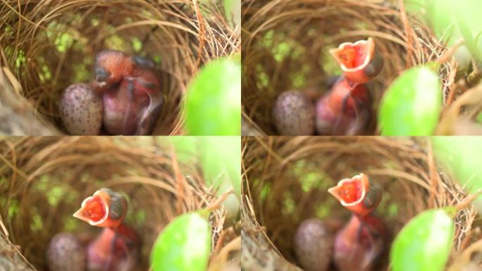 一只幼鸟和一个鸡蛋在巢中的特写镜头，为食物而哭泣