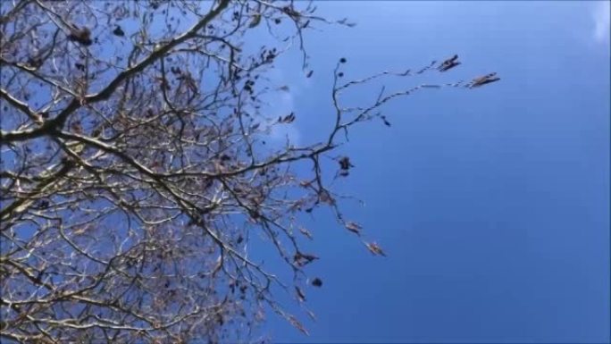 灰色al木-树枝，树枝和雄花/柳絮