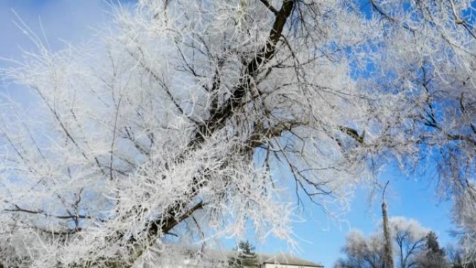 一个冬天的早晨，在一个安静的小镇中间，积雪覆盖着白霜和冰。