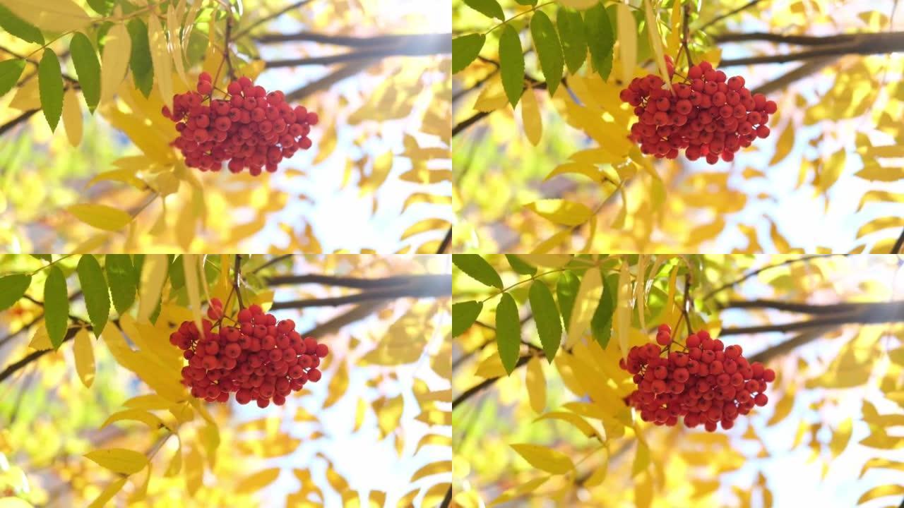 高清视频。红山灰的分支，在黄叶的背景上有成串的浆果。特写自然细节。秋天的晴朗天气。温暖的秋天平静的风