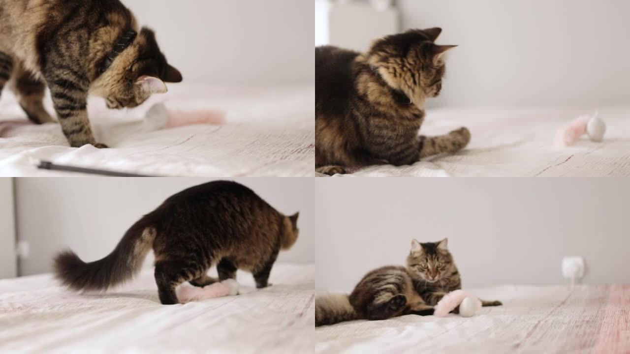 家猫在卧室里玩羊毛球