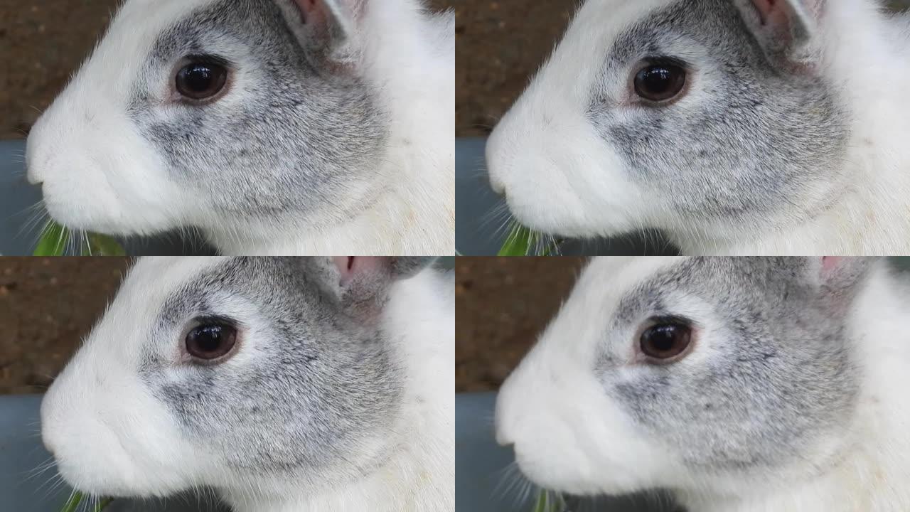 高清大白兔吃树叶的特写镜头