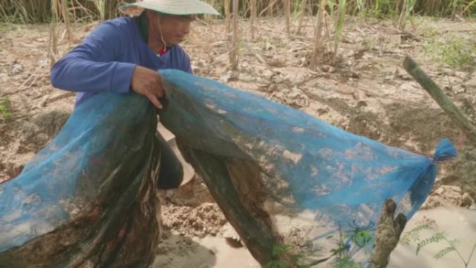亚洲年轻人，中年，农民，用网在稻田里抓螃蟹。