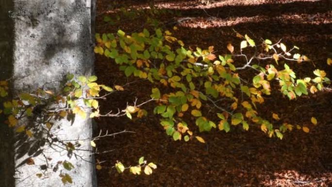 秋天美丽的山毛榉森林。树叶在树枝上变黄，然后掉到地上，将森林地面染成红色。