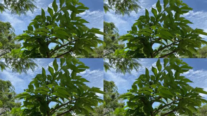 美丽的蓝天和绿色的树梢。绿叶在移动。以4K，60 fps拍摄。