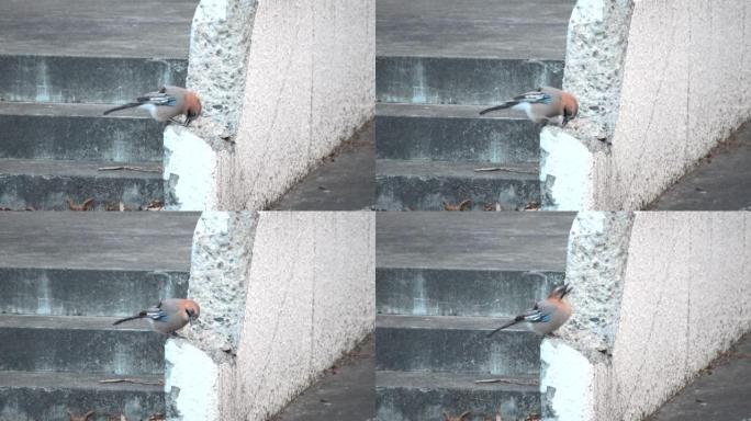 在北海道努卡比拉温泉的一个公园里觅食的欧亚鸟