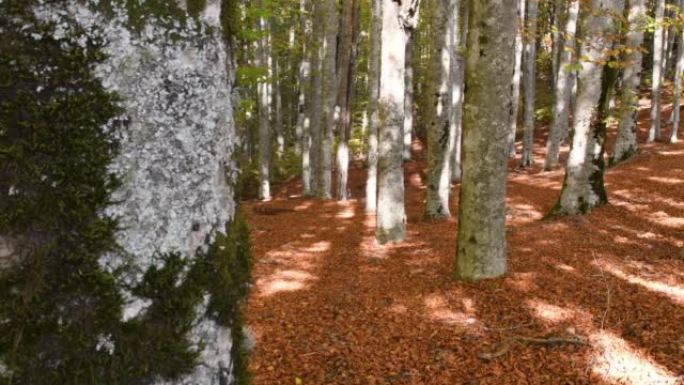 秋天的山毛榉森林。树叶在树枝上变黄，然后掉到地上，将森林地面染成红色。